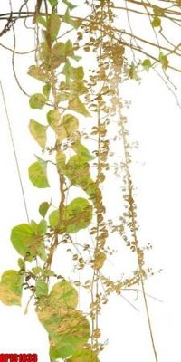 File PSD file tranh bộ decor in treo tường tráng gương OPIC1033 (gốc) nhiều lớp (multi-layer)