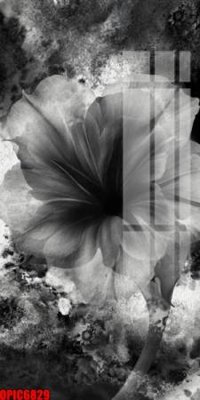 File in trần file tranh bộ decor in treo tường tráng gương OPIC6829 (bản gốc) hoa văn