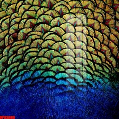 File gốc file tranh bộ decor in treo tường tráng gương OPIC6889 (in tráng gương) nghệ thuật