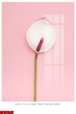 Tải file file tranh bộ decor in treo tường tráng gương OPIC7642 (gốc) in ấn ngay lập tức