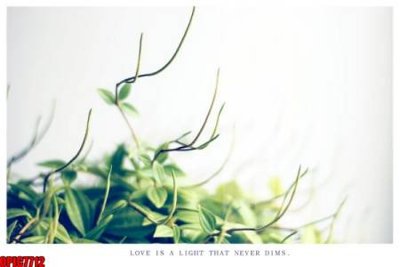 File tranh file tranh bộ decor in treo tường tráng gương OPIC7712 (ảnh gốc) độ nét vượt trội