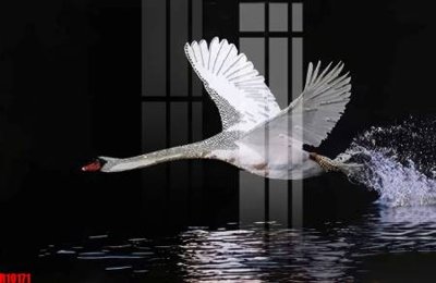 Tải file file tranh in treo tường file decor tổng hợp R10171 (ảnh gốc) độ phân giải 300dpi