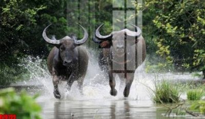 Download file gốc file tranh in treo tường file decor tổng hợp R10199 (in lụa) hoa lá