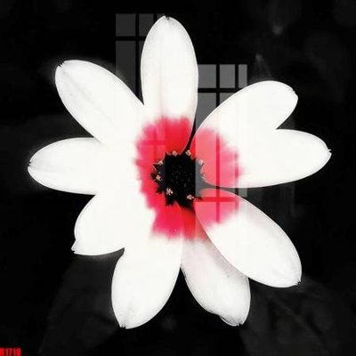 File in ấn file tranh in treo tường file decor tổng hợp R1718 (bản gốc) từ file gốc