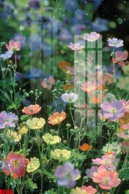 File tranh file tranh in treo tường file decor tổng hợp R2103 (gốc) chủ đề động vật