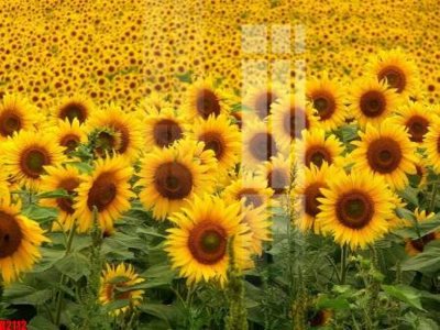 File gốc in mica file tranh in treo tường file decor tổng hợp R2112 chất lượng