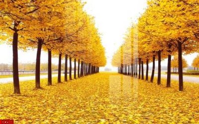 File tranh in tráng gương file tranh in treo tường file decor tổng hợp R2283 (siêu nét)