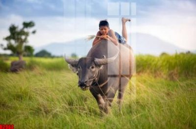 Tải file file tranh in treo tường file decor tổng hợp R2964 (ảnh gốc) file TIFF