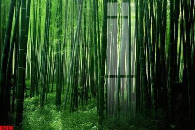 File gốc file tranh in treo tường file decor tổng hợp R2976 (chuẩn CMYK) cho nhà in