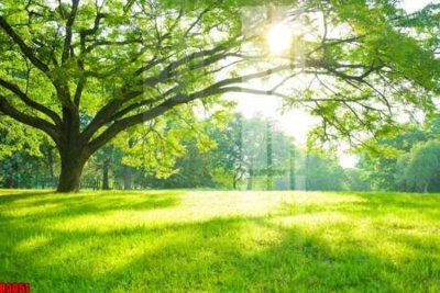 Mua file tranh gốc file tranh in treo tường file decor tổng hợp R3051 tại Filetranh.com