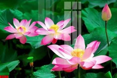 File tranh file tranh in treo tường file decor tổng hợp R3368 (gốc) in backlit film