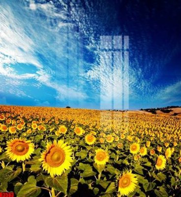 File ảnh file tranh in treo tường file decor tổng hợp R3583 (gốc) in PP, decal