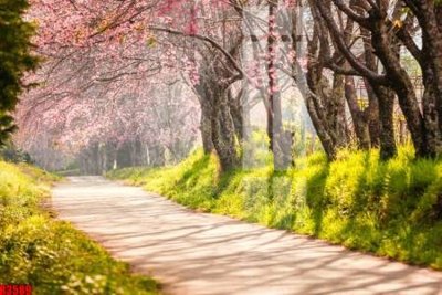 Hình ảnh file gốc file tranh in treo tường file decor tổng hợp R3589 (chất lượng cao)