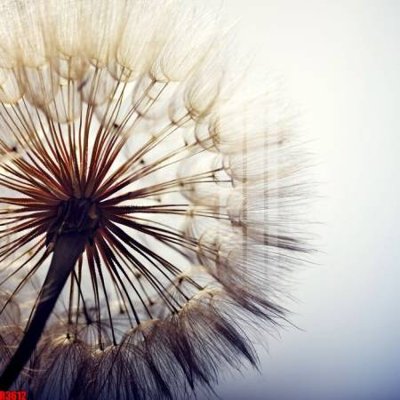 Hình ảnh file gốc file tranh in treo tường file decor tổng hợp R3612 (chất lượng cao)