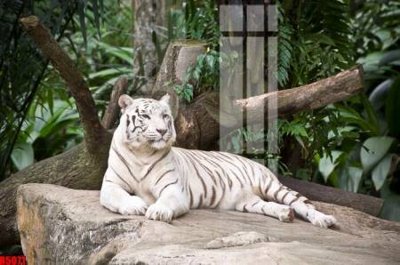 File gốc file tranh in treo tường file decor tổng hợp R5071 (dành cho trang trí nội thất)