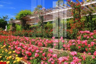 File gốc in ấn file tranh in treo tường file decor tổng hợp R5146 độ phân giải cao