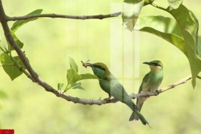 File ảnh file tranh in treo tường file decor tổng hợp R5260 (gốc) in standee