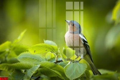 Tải file gốc file tranh in treo tường file decor tổng hợp R5267 (in không vỡ ảnh)