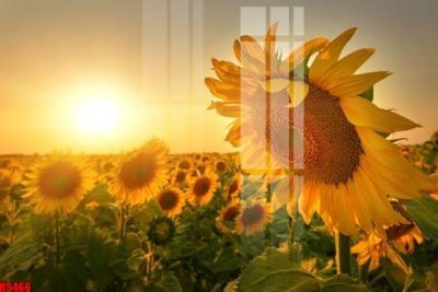 File gốc file tranh in treo tường file decor tổng hợp R5466 (trang trí) phòng ngủ