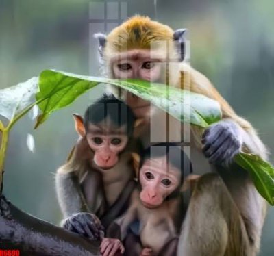 Tải file gốc file tranh in treo tường file decor tổng hợp R6690 (để in lụa)