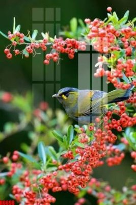 File gốc file tranh in treo tường file decor tổng hợp R6698 (trang trí) phòng trẻ em