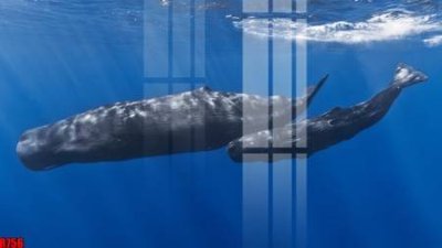 File tranh file tranh in treo tường file decor tổng hợp R756 (ảnh gốc) cho in ấn kỹ thuật số