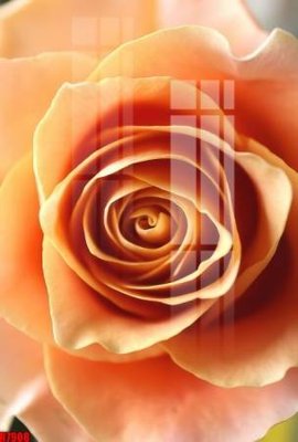 File gốc in ấn file tranh in treo tường file decor tổng hợp R7908 (sẵn sàng tải về)