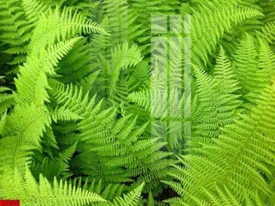 Download file gốc file tranh in treo tường file decor tổng hợp R8006 (in lụa) cao cấp