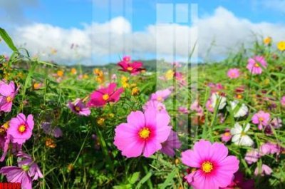 File tranh gốc PSD file tranh in treo tường file decor tổng hợp R8009 còn nguyên layer