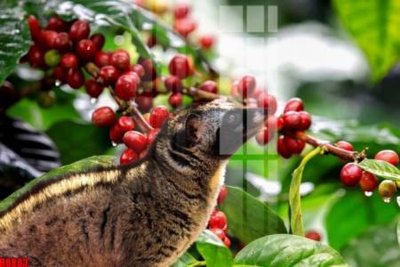 File PSD file tranh in treo tường file decor tổng hợp R8883 (gốc) cho designer