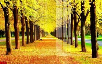 Tải file gốc file tranh in treo tường file decor tổng hợp R9075 (in tráng gương) cao cấpFile gốc file tranh in treo tường file decor tổng hợp R9075 (in ấn) phiên bản độc quyền