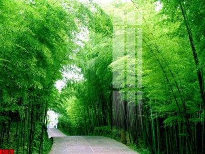 File gốc file tranh in treo tường file decor tổng hợp R9079 cho in ấn và thiết kế