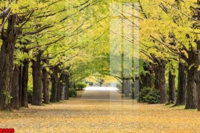 File ảnh file tranh in treo tường file decor tổng hợp R9088 (gốc) in PP, decal