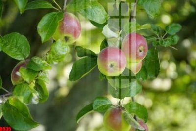 File gốc file tranh in treo tường file decor tổng hợp R935 (in ấn) màu sắc trung thực