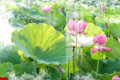 Tải về file gốc file tranh in treo tường file decor tổng hợp R9421 (chuẩn in ấn)