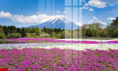 File gốc in ấn file tranh in treo tường file decor tổng hợp R9637 chất lượng vượt trội