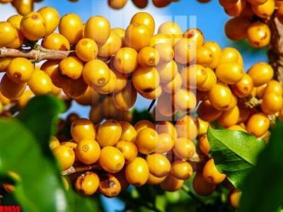 File tranh in tráng gương file tranh in treo tường file decor tổng hợp R9659 (siêu nét)