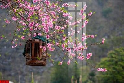 File in ấn file tranh in treo tường file decor tổng hợp R9698 (bản gốc) chất lượng cao