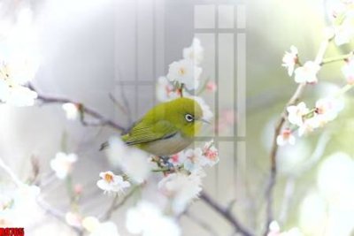 File PSD file tranh in treo tường file decor tổng hợp R9765 (gốc) tách lớp chi tiết