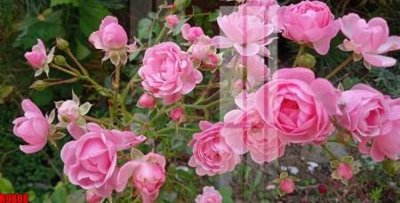 Hình ảnh file gốc in lụa file tranh in treo tường file decor tổng hợp R9808