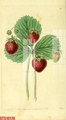 File gốc Tranh sơn dầu phương tây tổng hợp STS10176 (ảnh chi tiết) để in trần