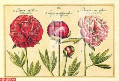 File gốc Tranh sơn dầu phương tây tổng hợp STS10323 (in 3D) cho trang trí