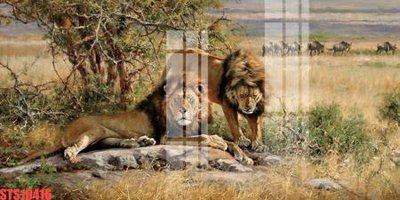 File ảnh Tranh sơn dầu phương tây tổng hợp STS10416 (gốc) in Hiflex