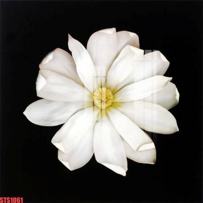 Tải file Tranh sơn dầu phương tây tổng hợp STS1061 (PSD) cho in ấn quảng cáo