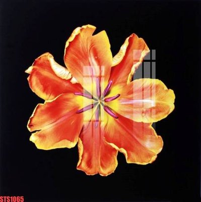 File in trần Tranh sơn dầu phương tây tổng hợp STS1065 (bản gốc) đại dương