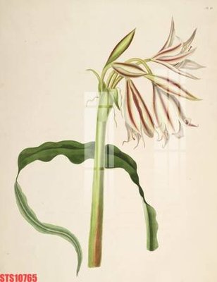 File PSD Tranh sơn dầu phương tây tổng hợp STS10765 (bản gốc) cho nhà in