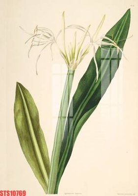 Tải file Tranh sơn dầu phương tây tổng hợp STS10769 (ảnh gốc) in gạch 3D