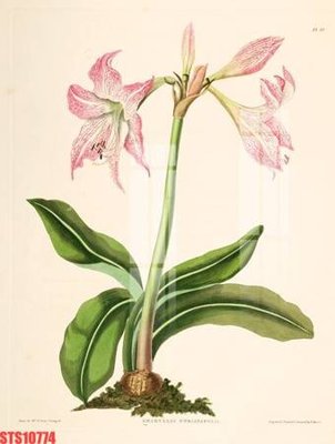 File tranh gốc in trần nhà Tranh sơn dầu phương tây tổng hợp STS10774 3D