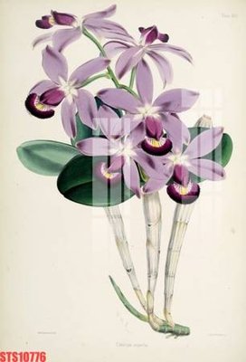 File tranh Tranh sơn dầu phương tây tổng hợp STS10776 (ảnh gốc) in trần 3D