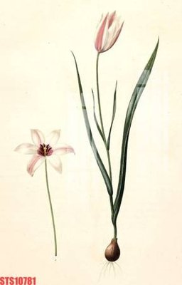 File gốc Tranh sơn dầu phương tây tổng hợp STS10781 (chủ đề hiện đại) trang trí